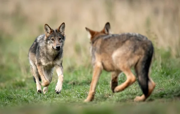 Grey Wolf Canis Lupus Close — Foto de Stock