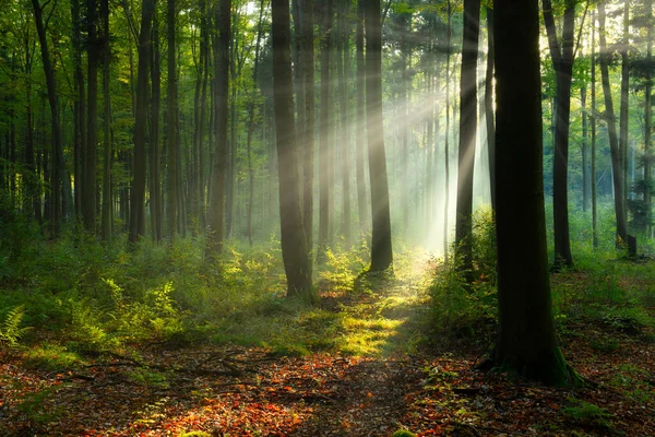 Belle Matinée Ensoleillée Dans Forêt Verte — Photo