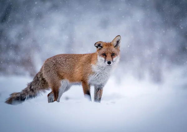 Fox Vulpes Vulpes Téli Táj — Stock Fotó