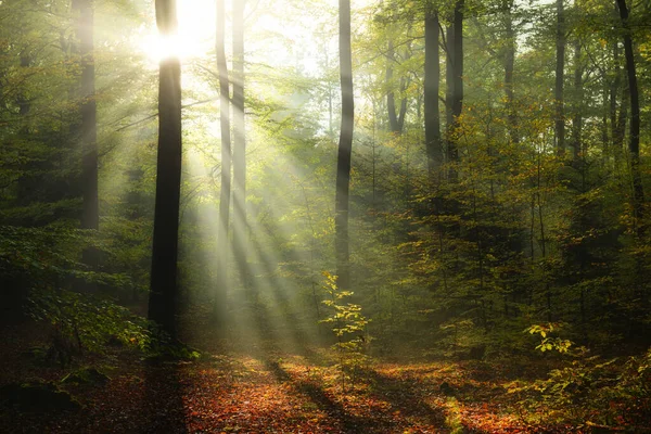 Krásné Slunečné Ráno Zeleném Lese — Stock fotografie