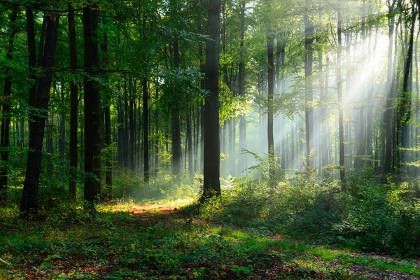 Vacker Solig Morgon Den Gröna Skogen — Stockfoto