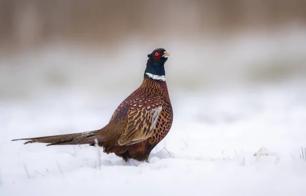 Ringneck Pheasant Phasianus Colchicus Male Close — Stock Photo, Image