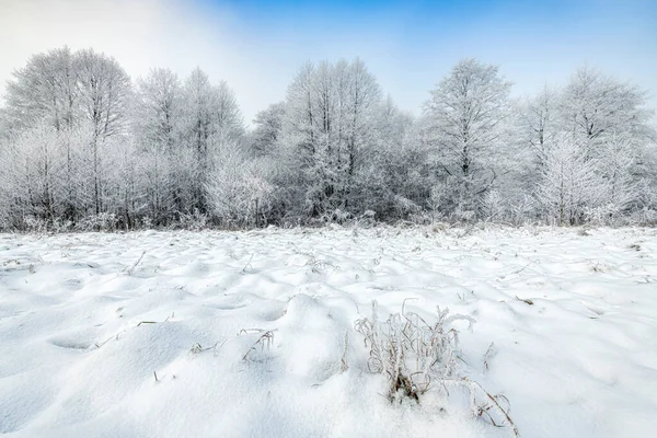 Schöne Winterlandschaft Mit Bäumen Die Mit Raureif Bedeckt Sind — Stockfoto