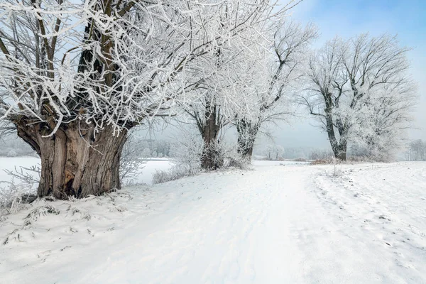 Bela Paisagem Inverno Com Árvores Cobertas Com Geada — Fotografia de Stock