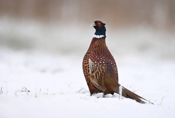 Ringneck Pheasant Phasianus Colchicus Male Close — Stock Photo, Image