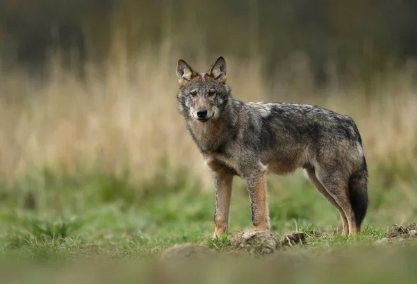 Lobo Cinzento Canis Lupus Perto — Fotografia de Stock