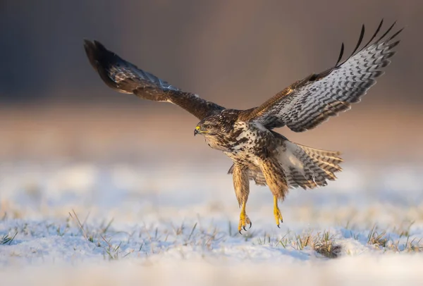 Pássaro Bico Comum Buteo Buteo — Fotografia de Stock