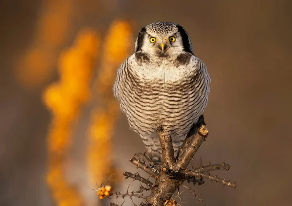 North Hawk Owl Surnia Ulula — стокове фото