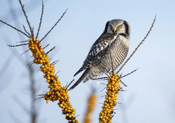 North Hawk Owl Surnia Ulula — стокове фото