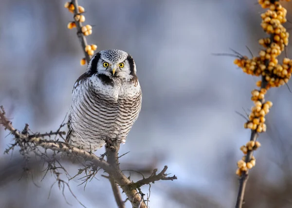 North Hawk Owl Surnia Ulula — стокове фото