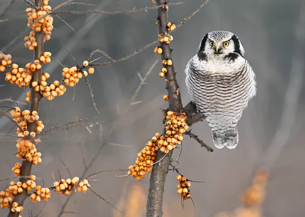 North Hawk Owl Surnia Ulula — стокове фото