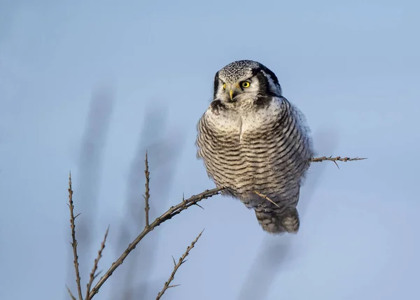 North Hawk Owl Surnia Ulula — стокове фото