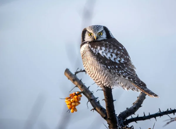 North Hawk Owl Surnia Ulula — стокове фото