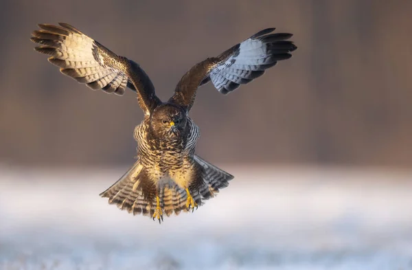 Mäusebussard Buteo Buteo — Stockfoto