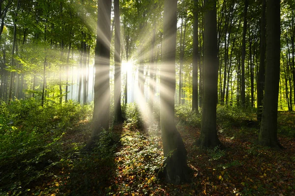 Beautiful Sunny Morning Green Forest Royaltyfria Stockfoton