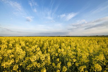 Tecavüz tarlaları için güzel bir gün