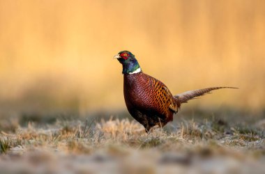 Halka yakalı Sülün (Phasianus colchicus) erkek.