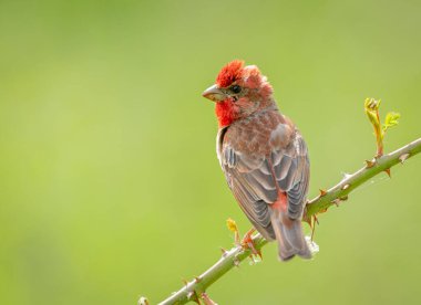 Genel gül ağacı (carpodacus erythrinus) erkek
