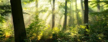 Ormanda güneşli güzel bir sabah