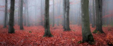 Ormanda sisli bir gün 