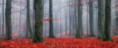 Kayın ormanlarında sonbahar 