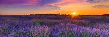 Lavanta tarlasında güzel bir yaz günü. 