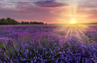 Güzel lavanta tarlası günbatımı manzarası
