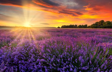Güzel lavanta tarlası günbatımı manzarası