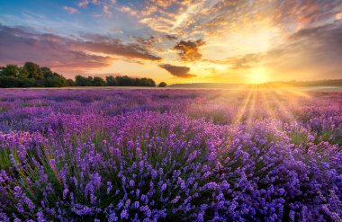 Güzel lavanta tarlası günbatımı manzarası