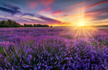 Lavanta tarlasında güzel bir yaz günü. 