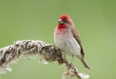 Genel gül ağacı (carpodacus erythrinus) erkek