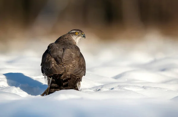 Pták Severní Accipiter Gentilis — Stock fotografie