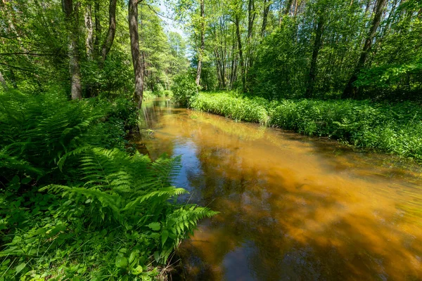 Baharda yeşil orman ve nehir