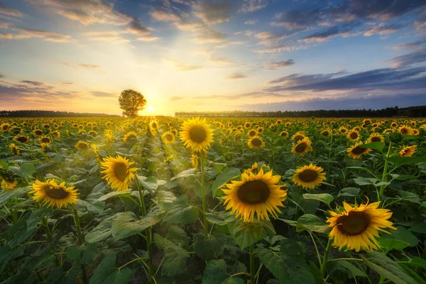 Beau Coucher Soleil Sur Champ Tournesol — Photo