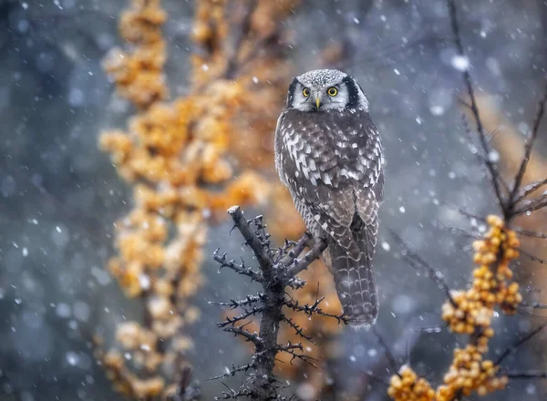 North Hawk Owl Surnia Ulula — стокове фото