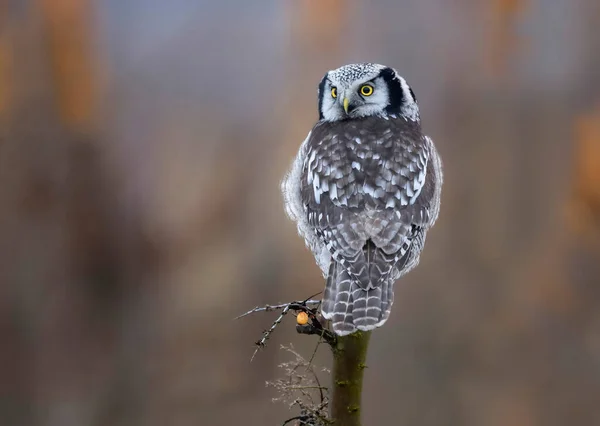 Northern Hawk Owl Surnia Ulula — Stock Photo, Image