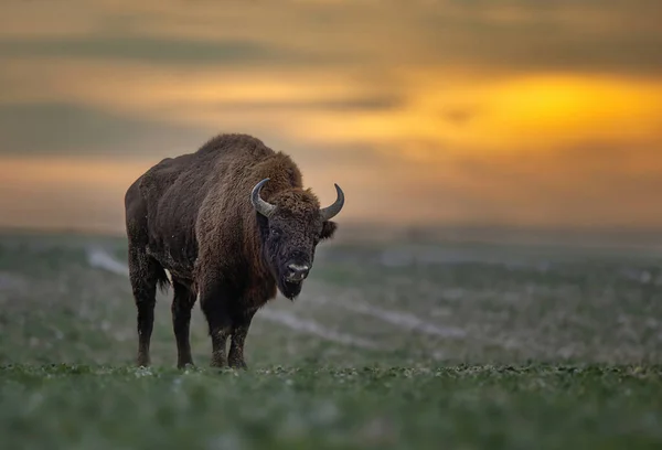 European Bison Bison Bonasus Sunset Background — Stock Photo, Image