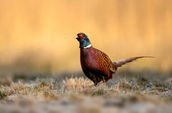 Ringneck Fazant Phasianus Colchicus Mannetje Close — Stockfoto