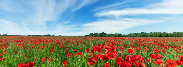 Прекрасний Літній День Над Маковим Полем — стокове фото