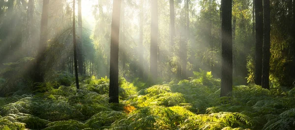 Schöner Sonniger Morgen Wald — Stockfoto