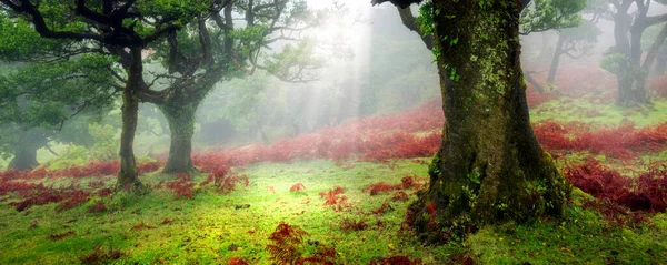 Όμορφο Ηλιόλουστο Πρωινό Στο Μαγικό Δάσος — Φωτογραφία Αρχείου