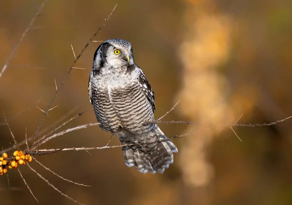 North Hawk Owl Surnia Ulula — стокове фото