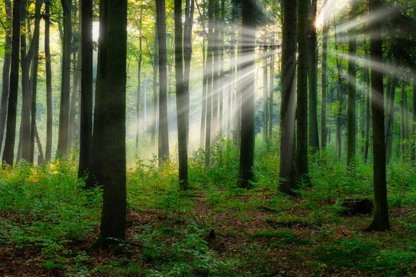 Belle Matinée Ensoleillée Dans Forêt Verte — Photo