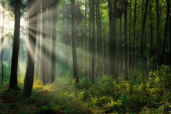 Yeşil ormanda güneşli güzel bir sabah