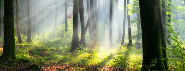 Piękny Słoneczny Poranek Magicznym Lesie — Zdjęcie stockowe