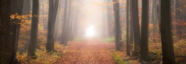 Estrada Florestal Entre Árvores Outono Manhã Nebulosa — Fotografia de Stock