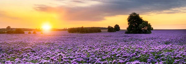 Schöner Sonnenuntergang Über Dem Phacelia Feld — Stockfoto