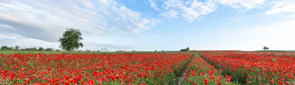 Prachtige Zomer Landschap Veld Vol Rode Papaver Bloemen — Stockfoto