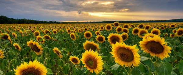 Beautiful Sunset Sunflower Field — Stock Photo, Image