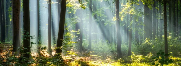 Vacker Solig Morgon Magisk Skog — Stockfoto